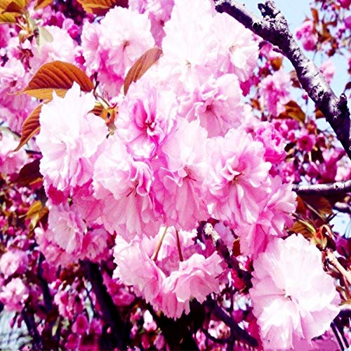 ❇️チェリー❇️ Kanhizakura Japanese Flowering Cherry Tree (prunus